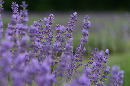 Flower Field Lavender