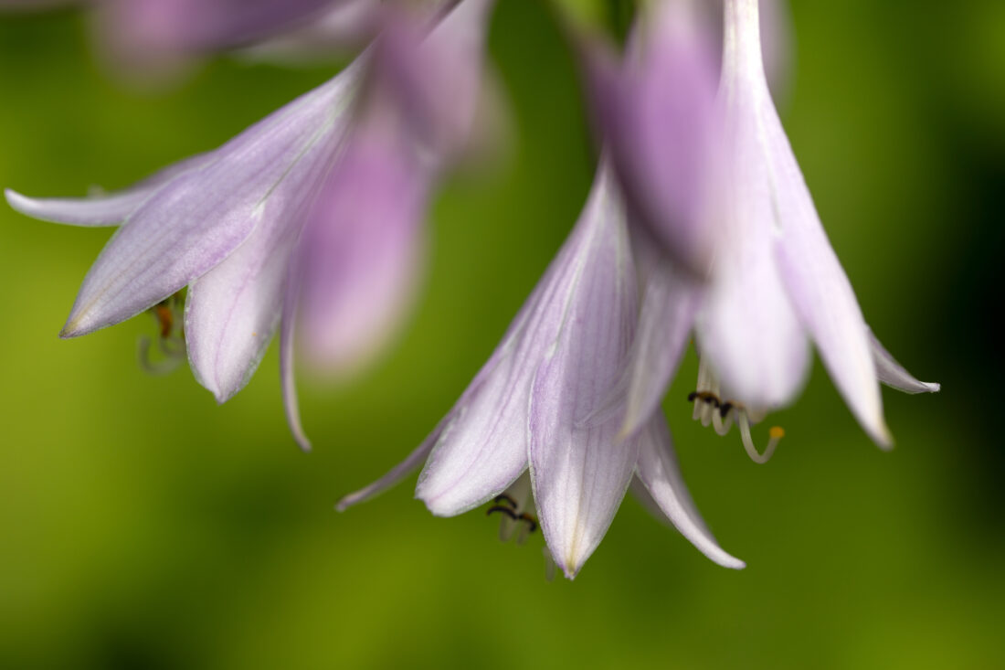 Free stock image of Purple Flower Macro