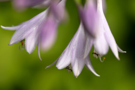 Purple Flower Macro