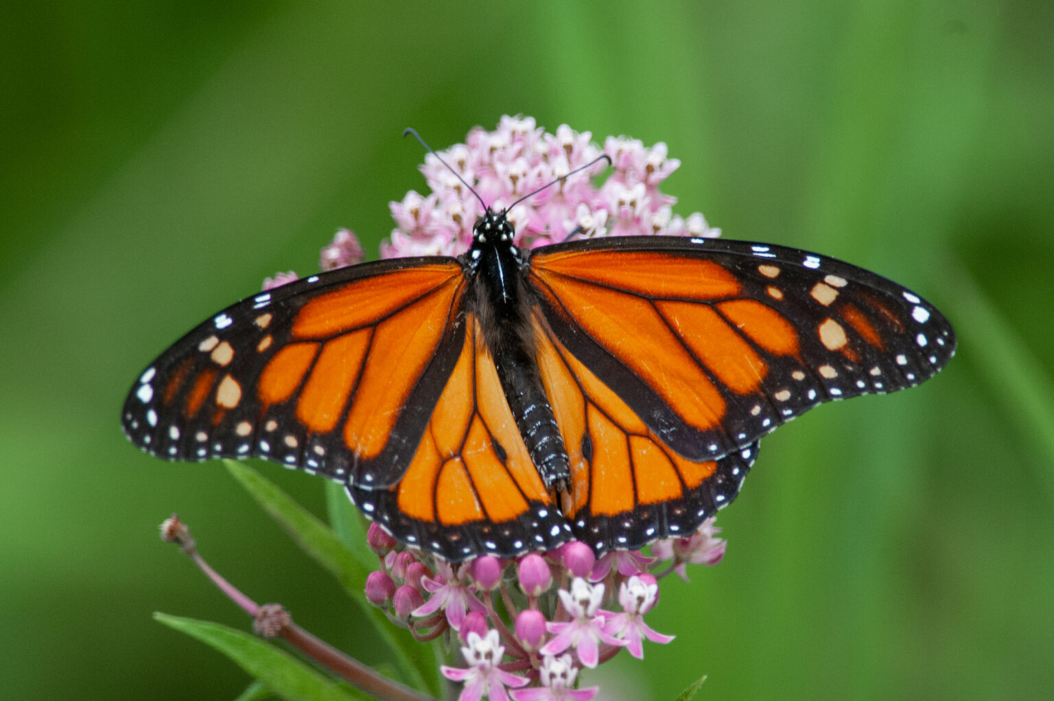 wild republic butterfly