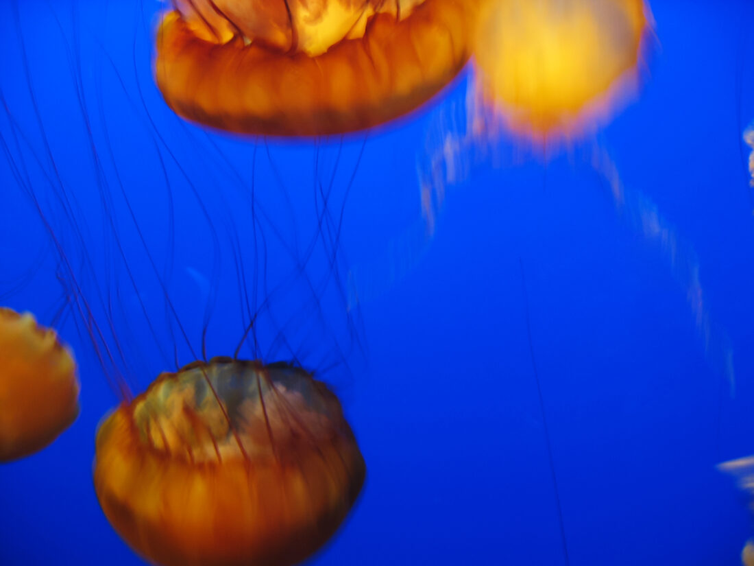 Free stock image of Jellyfish Background