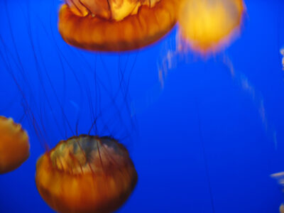 Jellyfish Background