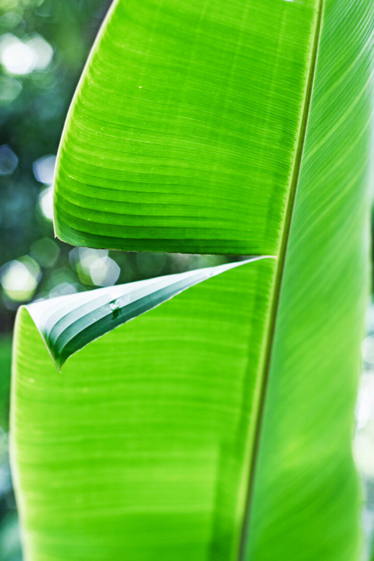 Free stock image of Green Palm Leaf