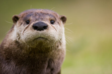 Otter Animal Portrait