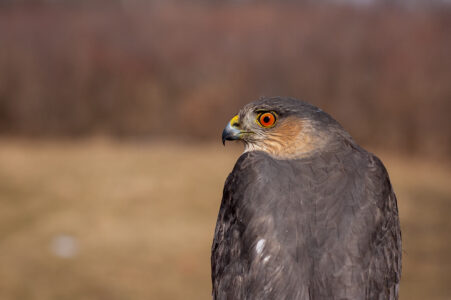 Hawk Nature