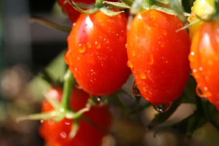 Red Tomatoes Garden