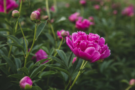 Pink Peony Blossom