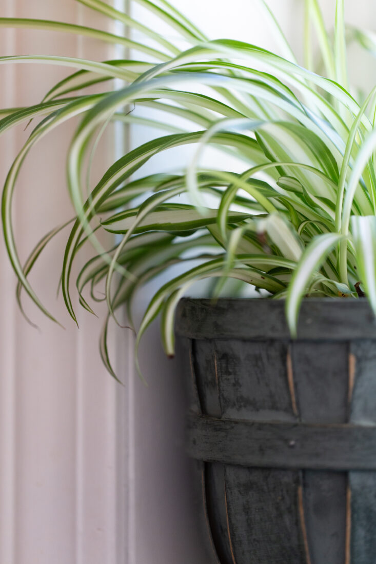 Free stock image of House Plant Indoor