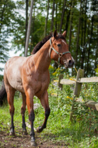 Horse Standing Farm