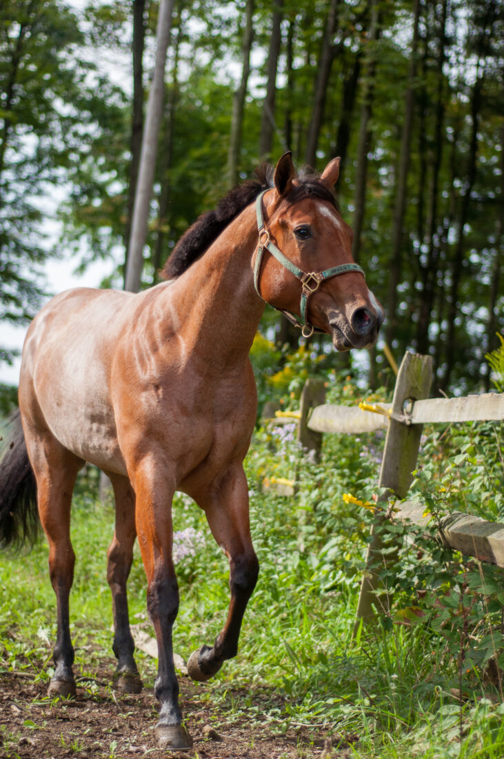 Free stock image of Horse Standing Farm