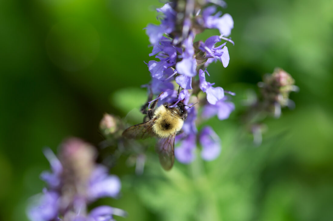 Free stock image of Flower Bee Macro