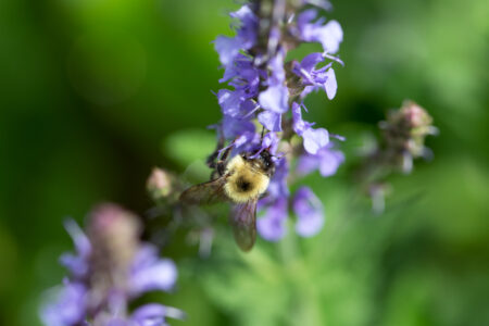 Flower Bee Macro