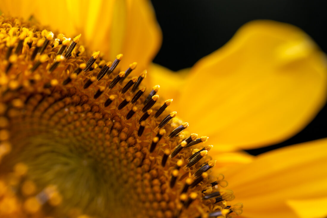 Free stock image of Sunflower Macro Background