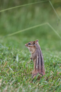 Chipmunk Animal