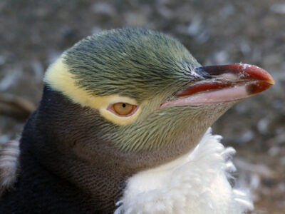 Penguin Wildlife Bird