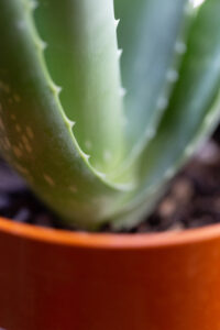 Green Plant Macro