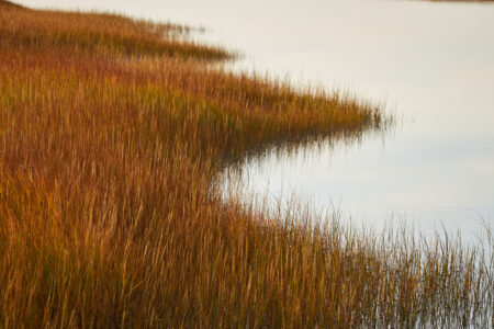 Marsh Field Nature