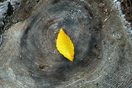 Autumn Foliage Leaf