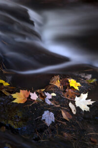 Autumn Leaves River