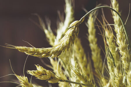 Light Wheat Background