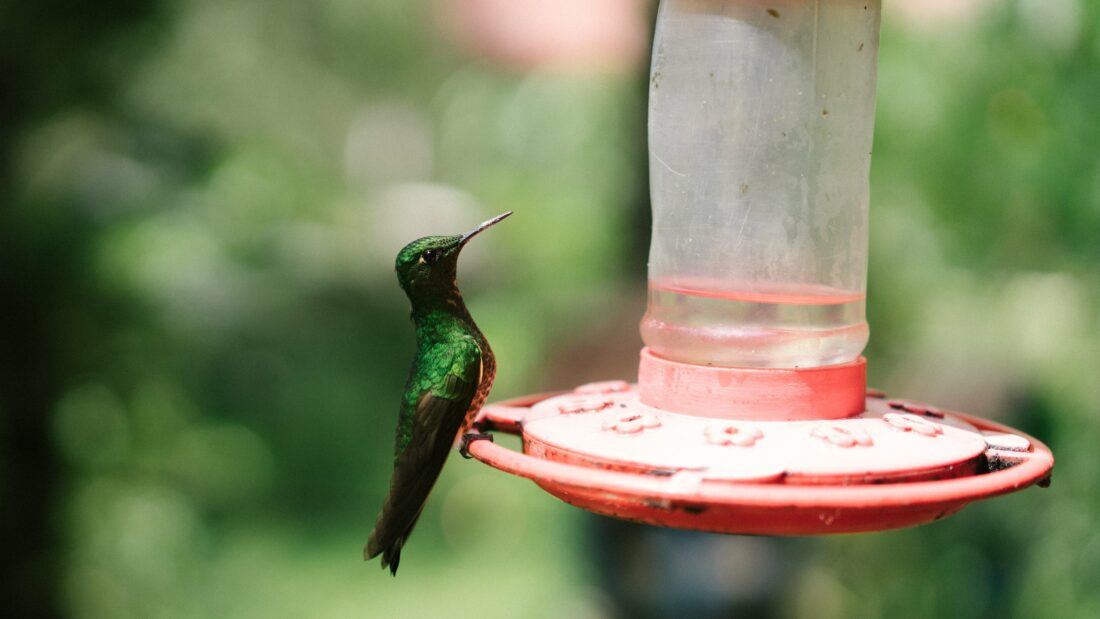 Free stock image of Hummingbird Animal Wildlife