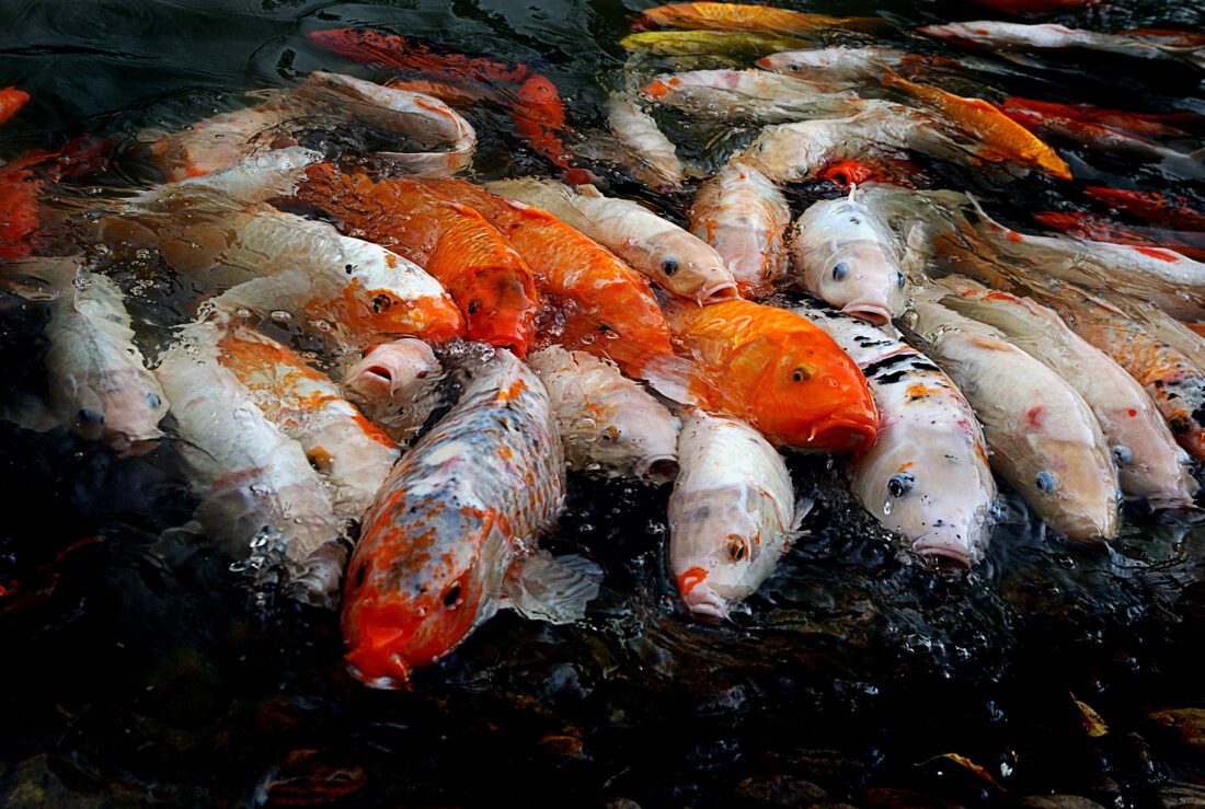 Free stock image of Koi Fish Pond
