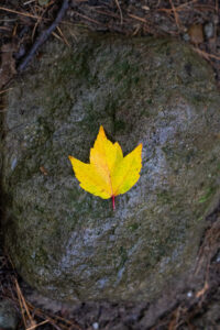 Lone Autumn Leaf