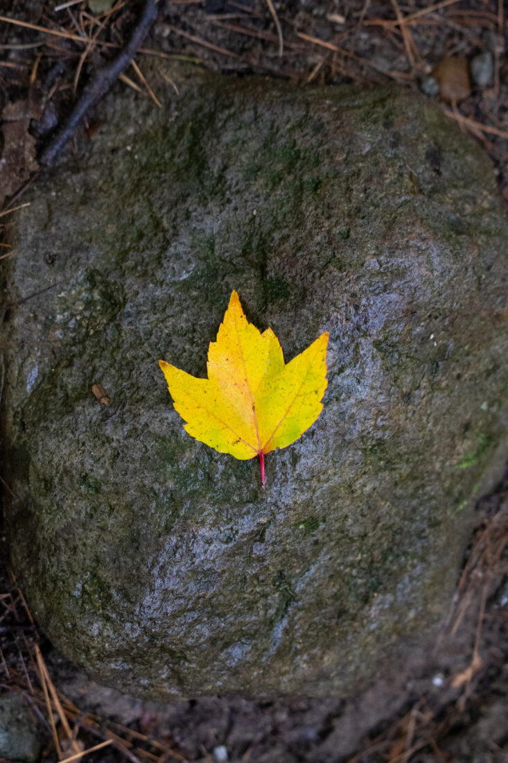 Free stock image of Lone Autumn Leaf