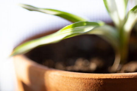 House Plant Close up