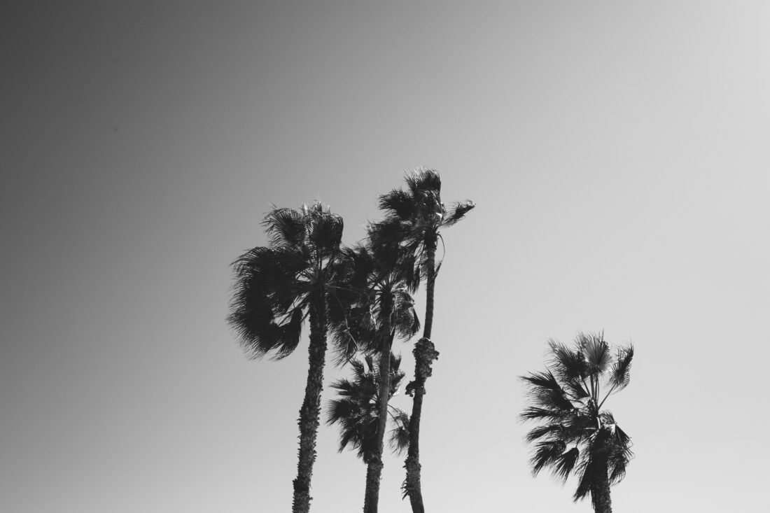 Free stock image of Sky Palm Trees