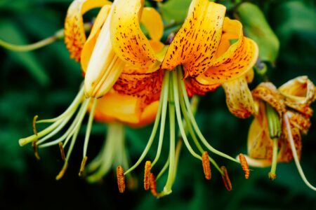 Tropical Flower Macro