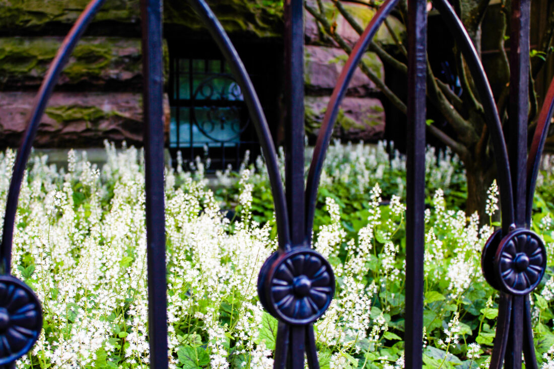 Free stock image of Metal Fence Flowers