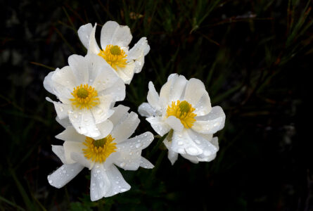 Wet Flowers Droplets