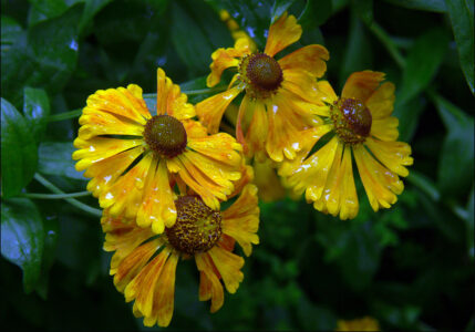 Yellow Flowers Rain