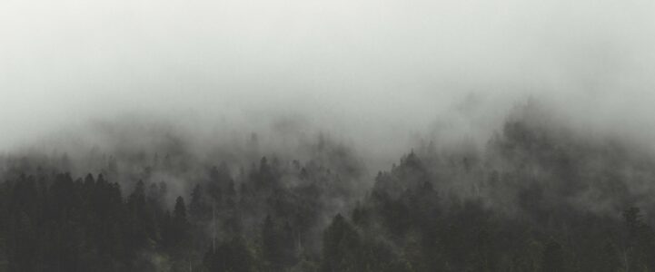 Fog Mist Forest