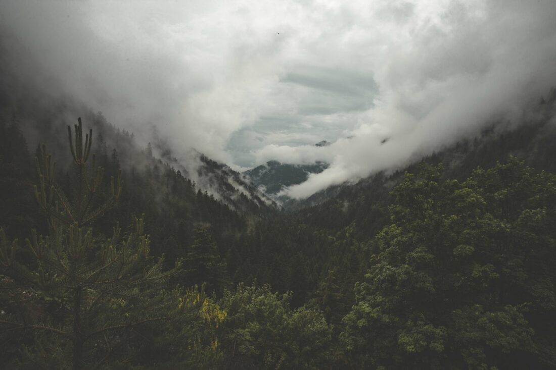 Free stock image of Fog Mountain Forest