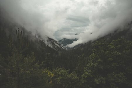 Fog Mountain Forest