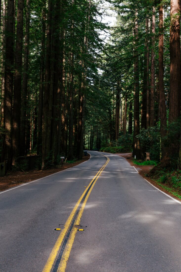 Free stock image of Forest Road Travel
