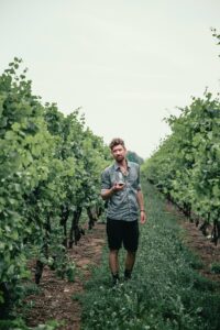 Man Wine Vineyard