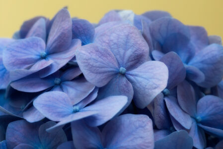 Blue Flowers Background