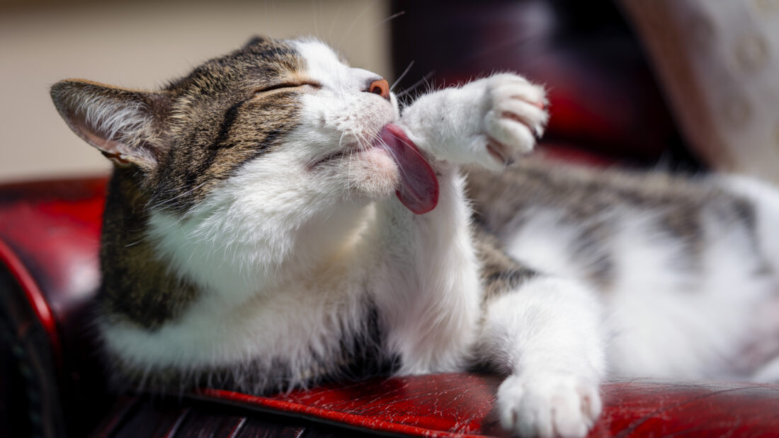 Free stock image of Cat Grooming Animal