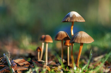 Mushroom Fungus Nature