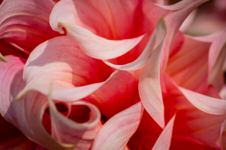 Pink Flower Background