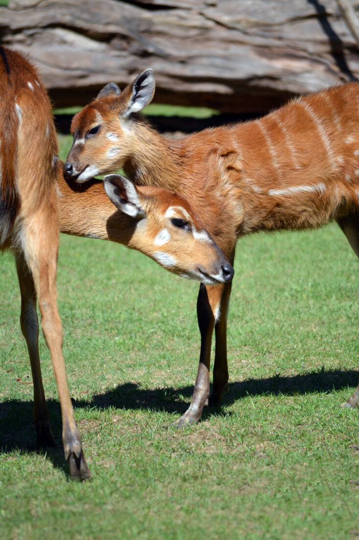 Free stock image of Baby Deer Nature