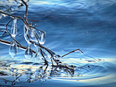 Ice Tree Branches