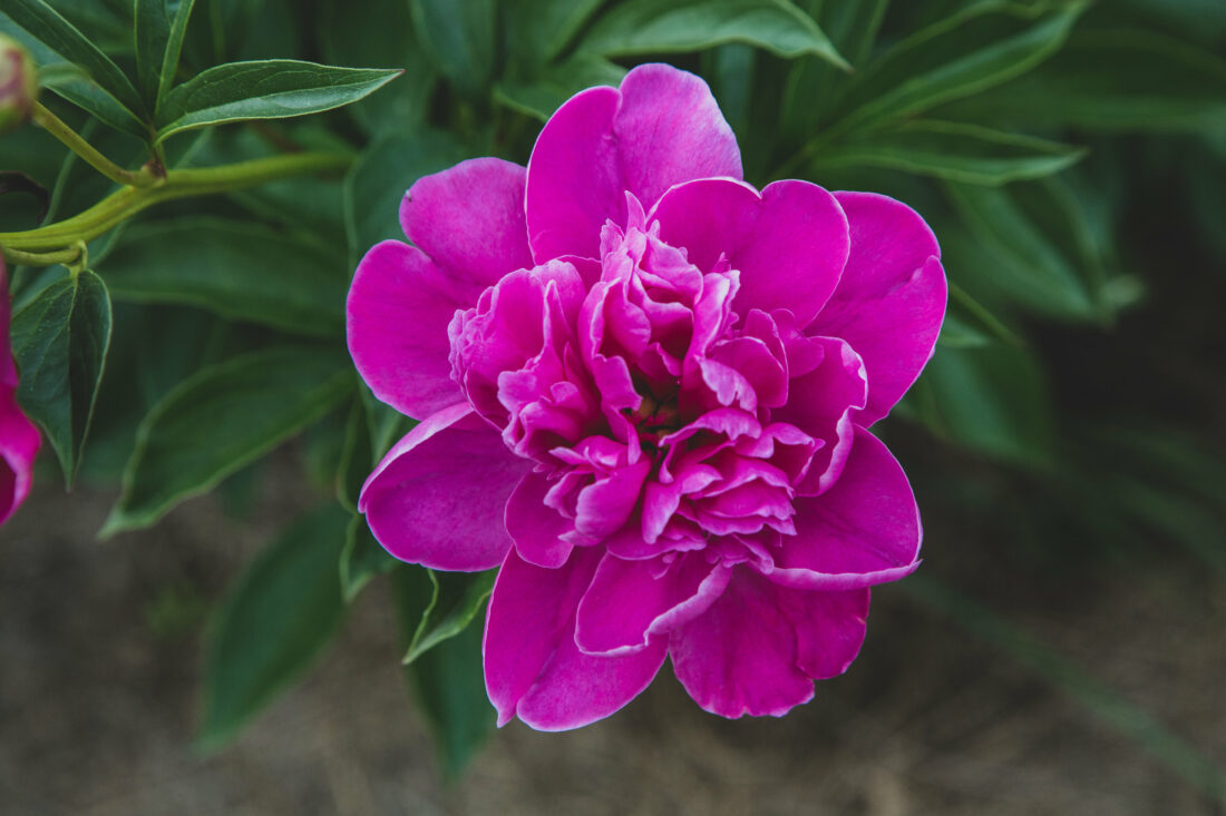 Free stock image of Pink Flower Garden
