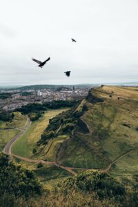 Birds Flying Mountains