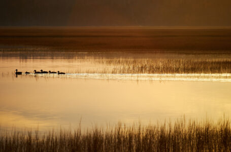 Wetland Marsh Water