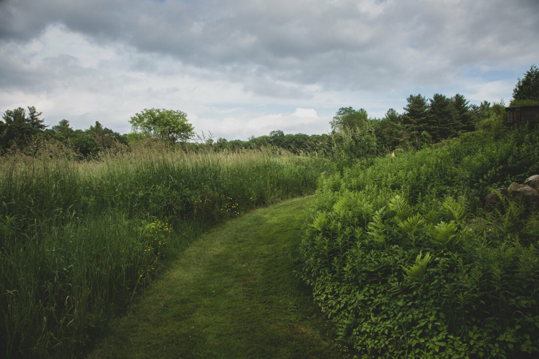Free stock image of Green Field Path