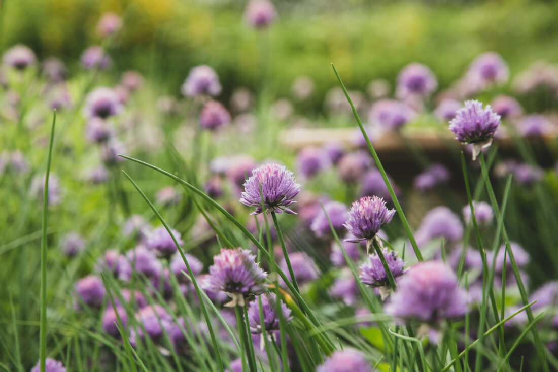 Free stock image of Chives Blossom Garden